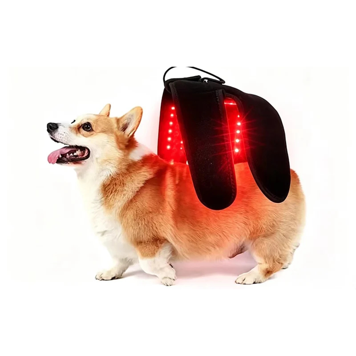 Wearable Red Light Therapy for Pets/Draagbare Roodlichttherapie Wrap voor Huisdieren